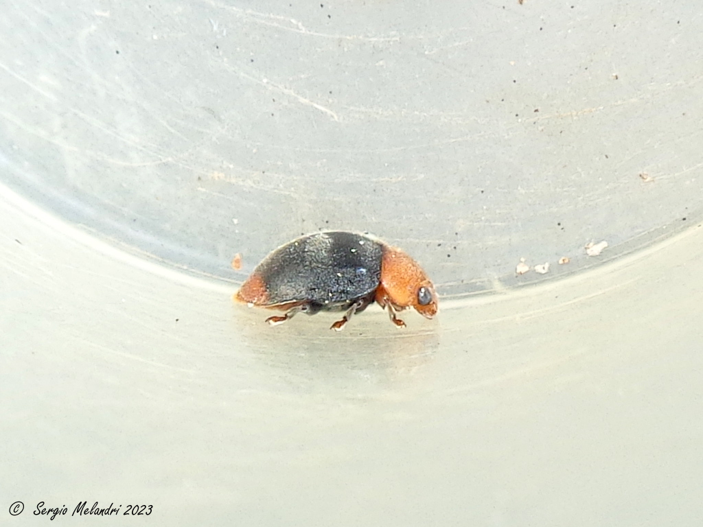 Coccinellidae: Cryptolaemus montrouzieri